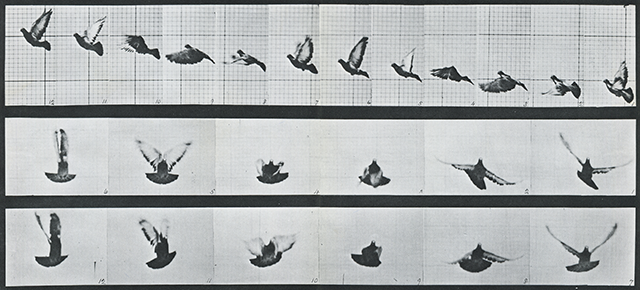 Figure 1:"Pigeon Flying" serial photographs by Eadweard Muybridge (1830-1904)